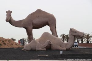 Kamele auf dem Kreisverkehr