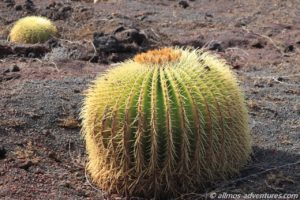 ein prächtiger knubbeliger Kaktus